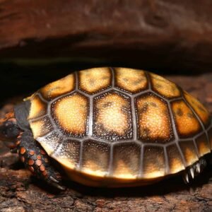 baby cherryhead redfoot tortoise for sale