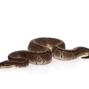 baby chocolate pinstripe ball python for sale