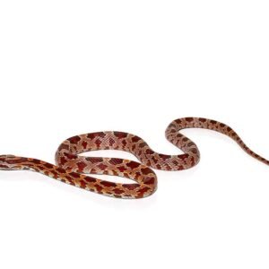 c.b. baby diffused cornsnake for sale