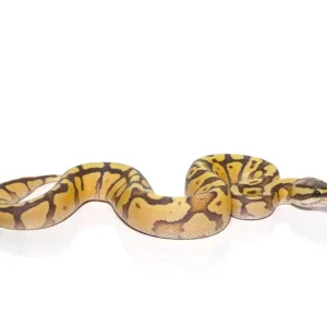 baby enchi firefly hypo ball python for sale