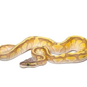 baby enchi hypo lesser pastel ball python for sale