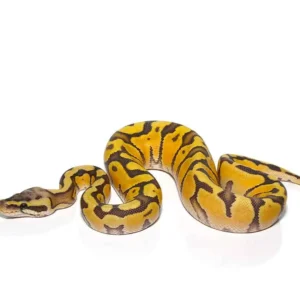 baby enchi hypo pastel ball python for sale