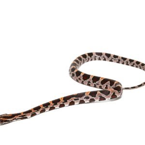 baby extreme okeetee cornsnake for sale