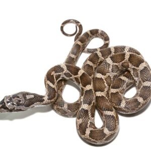 baby great plains ratsnake for sale