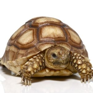 baby sulcata tortoise het ivory for sale