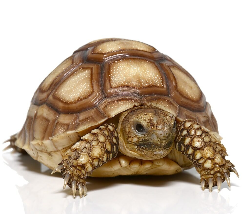 baby sulcata tortoise het ivory for sale baby sulcata tortoise het ivory for sale