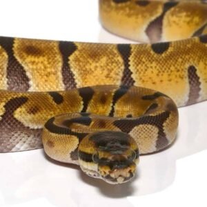baby hyper enchi het albino ball python for sale