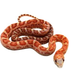baby hypo scaleless everglades ratsnake for sale