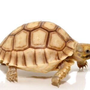 baby hypo sulcata tortoise for sale
