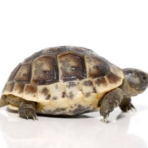 baby ibera greek tortoise for sale