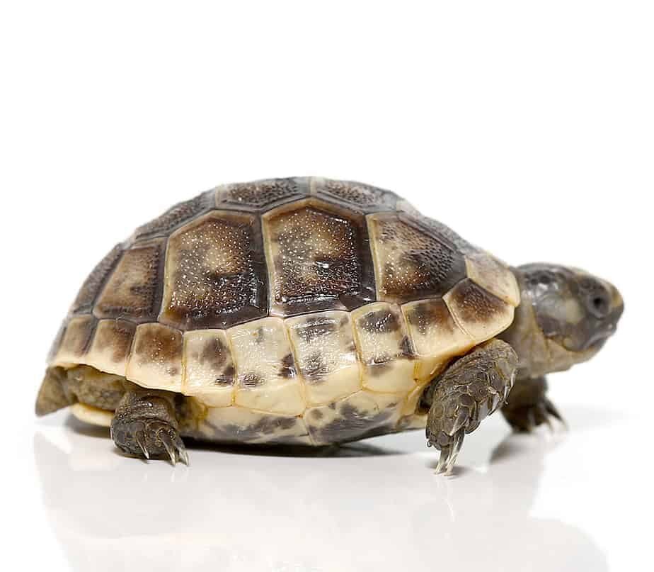baby ibera greek tortoise for sale baby ibera greek tortoise for sale