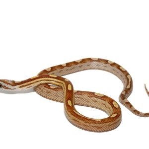 c.b. baby motley amber cornsnake for sale