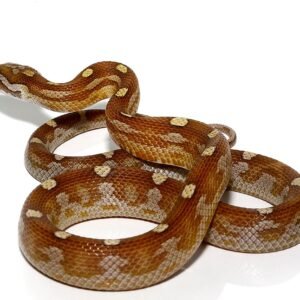 c.b. baby motley caramel diffused cornsnake for sale