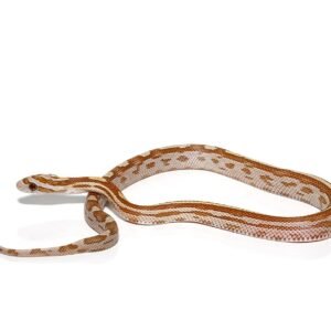 c.b. baby motley gold dust cornsnake for sale