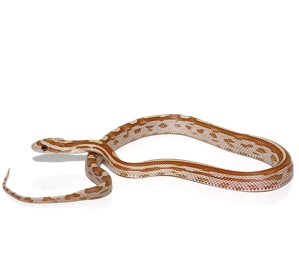 c.b. baby motley gold dust cornsnake for sale c.b. baby motley gold dust cornsnake for sale