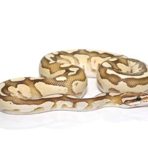 baby orange dream butter fire ball python for sale