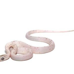 baby palmetto poss het scaleless motley anery amel cornsnake for sale
