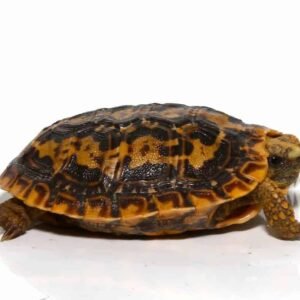 baby pancake tortoise for sale