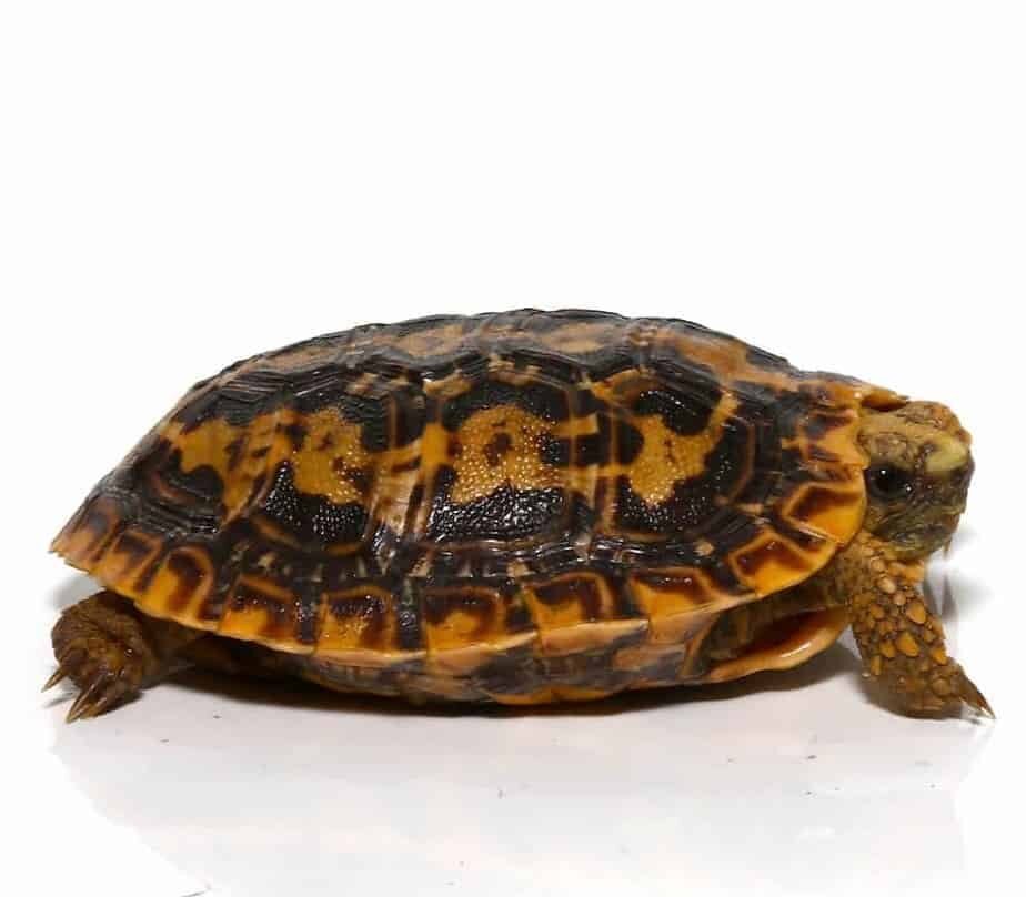 baby pancake tortoise for sale baby pancake tortoise for sale