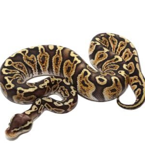 baby pastel ghi ball python for sa