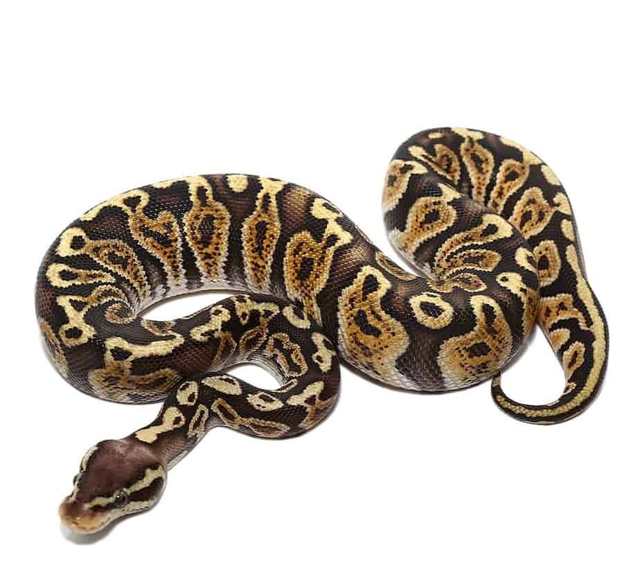 baby pastel ghi ball python for sa baby pastel ghi ball python for sa