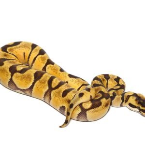 baby pastel super enchi het albino ball python for sale