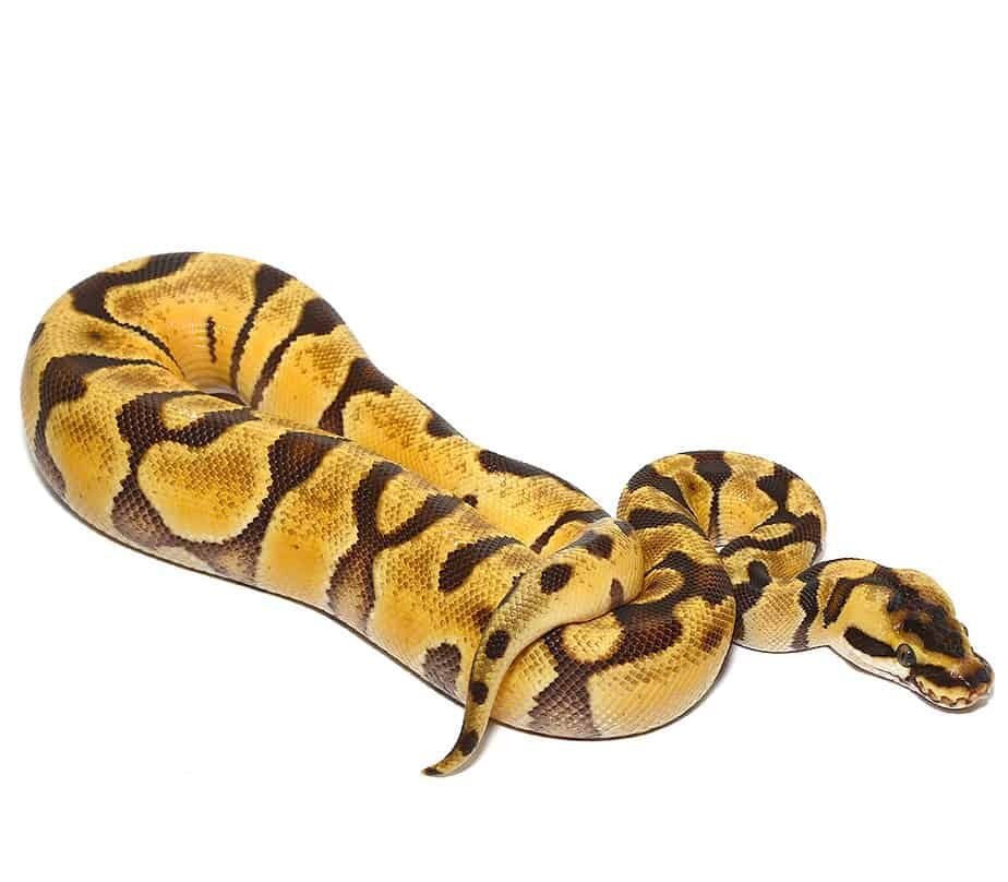 baby pastel super enchi het albino ball python for sale baby pastel super enchi het albino ball python for sale