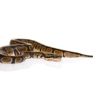 baby striped dinker ball python for sale