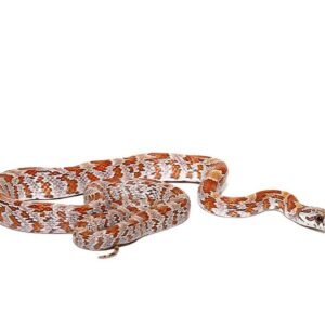 baby sunkissed cornsnake double het caramel and hypo for