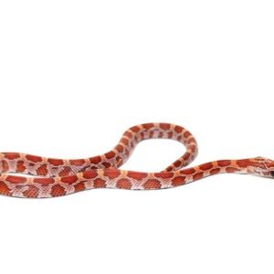 c.b. baby sunkissed cornsnake for sale