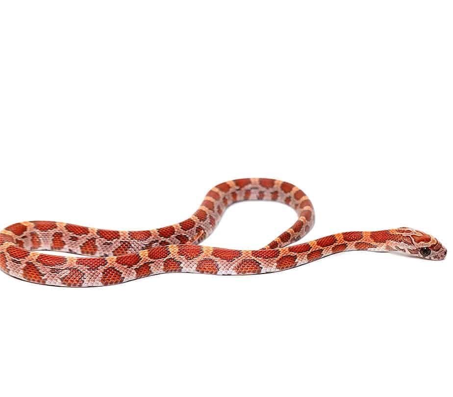 c.b. baby sunkissed cornsnake for sale c.b. baby sunkissed cornsnake for sale