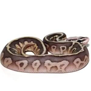 super pastel lesser ball python for sale
