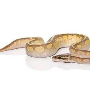 baby super pastel lesser ball python het pied for sale