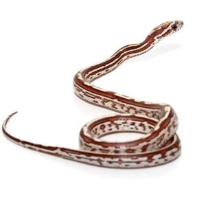 baby tessera okeetee cornsnake for sale