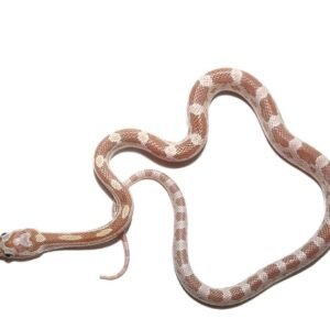 c.b. baby topaz cornsnake for sale
