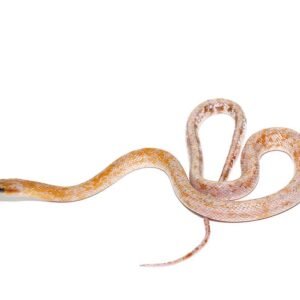 calico chinese beauty snake for sale