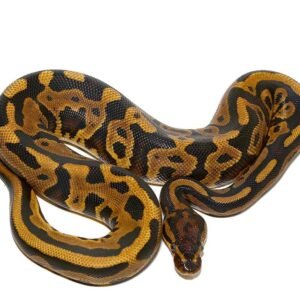 spector leopard het pied ball python for sale