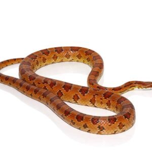 c.b. het albino cornsnake for sale