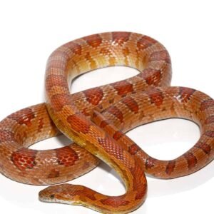 c.b. het albino miami cornsnake for sale