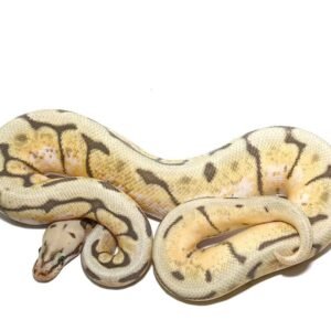 humblebee het pied ball python for sale