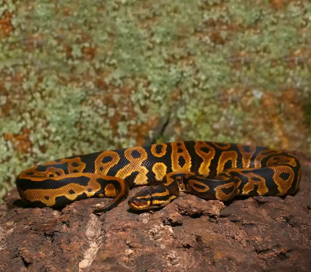 juvenile leopard yellowbelly het pied ball python for sale juvenile leopard yellowbelly het pied ball python for sale
