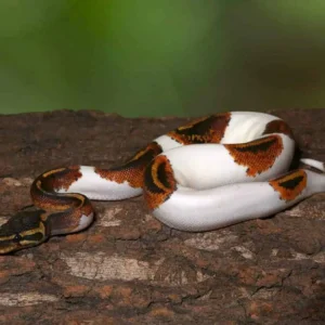 juvenile leopard yellowbelly pied ball python for sale