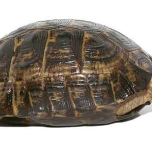 lebanese greek tortoise for sale