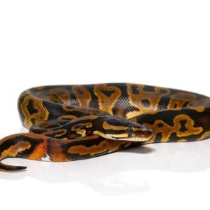leopard yellowbelly het pied ringer ball python for sale