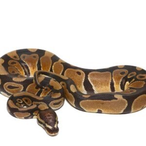 microscale het clown ball python for sale