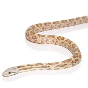 moonshine ratsnake for sale
