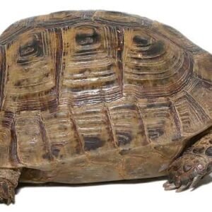 moroccan greek tortoise for sale