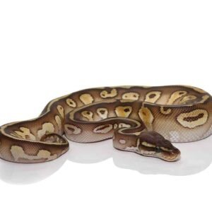 lesser het lavender albino ball python for sale