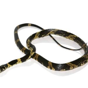 juvenile guyana tiger ratsnake for sale