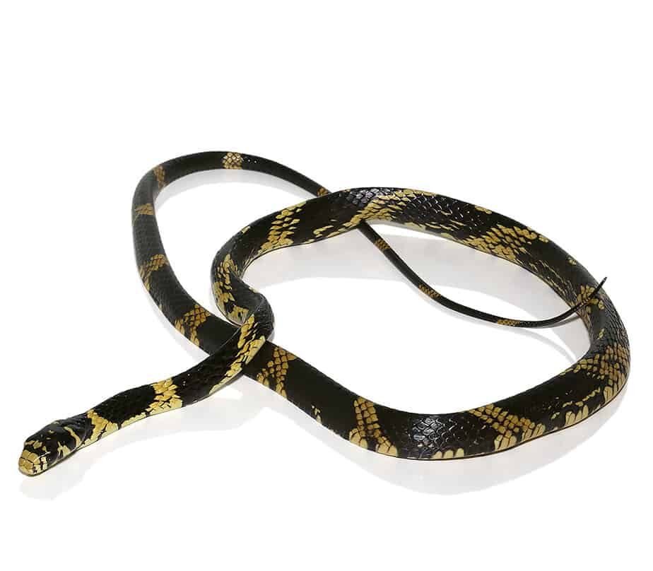 juvenile guyana tiger ratsnake for sale juvenile guyana tiger ratsnake for sale